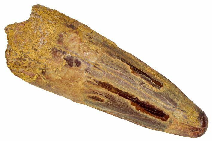 Fossil Spinosaurus Tooth - Real Dinosaur Tooth #350113